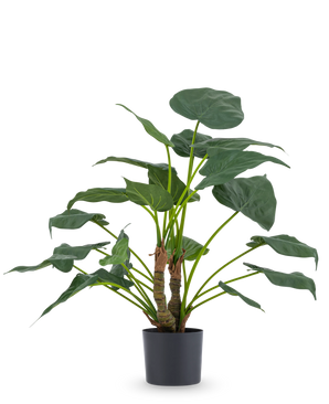 La plante artificielle Alocasia Cucullata UV 53 cm possède de grandes feuilles en forme de cœur et des tiges épaisses, présentées dans un simple pot noir sur un fond blanc uni.