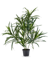 La Plante Artificielle Dracaena Reflexa en pot UV 63 cm possède de longues feuilles vertes fines sur de fines tiges, idéales pour donner une touche tropicale à votre intérieur sur un fond blanc uni.
