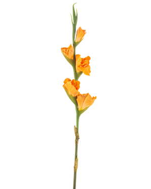 La Fleur Artificielle Glaïeul 83 cm orange possède une longue tige verte avec plusieurs fleurs de glaïeul orange sur fond blanc.