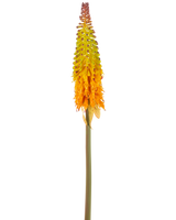 De Kunstbloem Fakkellelie 80 cm groen/geel heeft een hoge kunstbloem met een groene steel en een kegelvormige tros kleine bloemen die van geel aan de bovenkant naar oranje aan de onderkant verkleuren, tegen een witte achtergrond.
