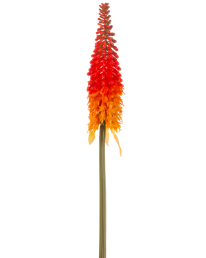 La Fleur Artificielle Torch Lily 80 cm orange a une grande fleur artificielle avec une longue tige verte et une grappe de pétales orange en forme de cône, sur un fond blanc uni.