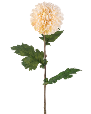 La Fleur Artificielle Dahlia 75 cm crème a une seule tige avec une grande fleur de dahlia ronde crème et plusieurs feuilles vertes dentelées sur fond blanc.