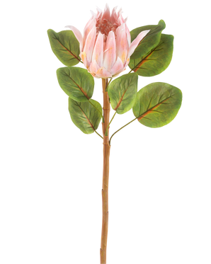 La Fleur Artificielle Protea 65 cm rose est une fleur artificielle simple de protéa rose avec de grandes feuilles vertes et une longue tige brune, sur un fond blanc uni.