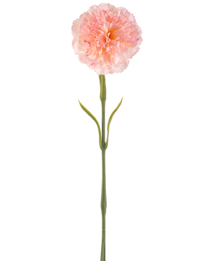 Fleur artificielle Oeillet 57 cm rougissant : Un seul œillet artificiel rose clair avec des pétales plissés sur une longue tige verte et deux paires de feuilles minces, représenté sur un fond blanc.