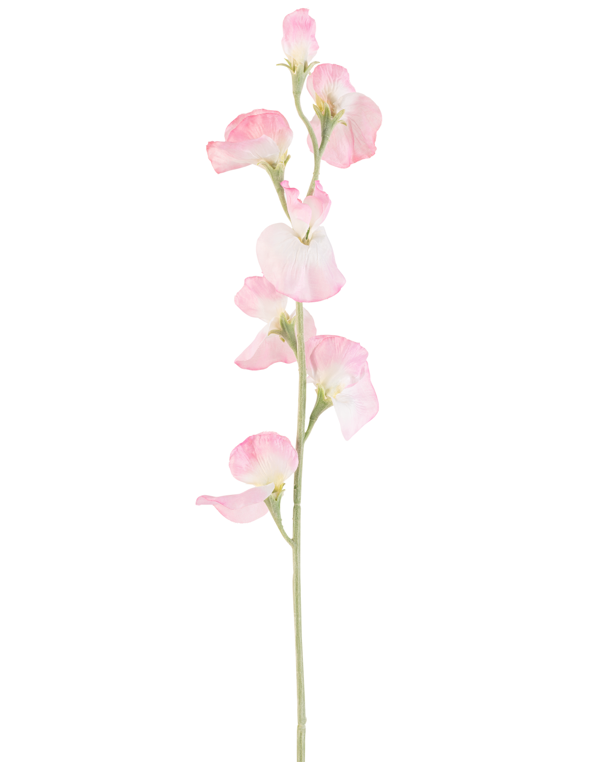 Une seule fleur de pois artificiel, de 64 cm de haut, avec des pétales rose clair et une tige vert clair, isolée sur fond blanc.