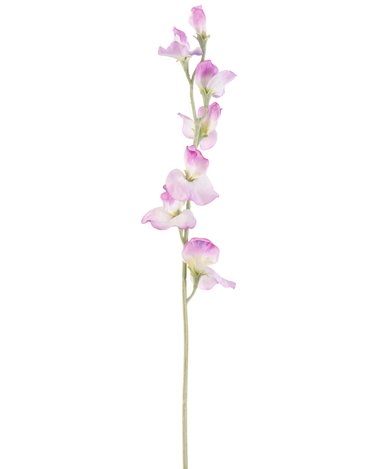 Une seule longue fleur de pois artificiel de 64 cm à tige violette avec de délicates fleurs violettes disposées verticalement, sur un fond blanc uni.