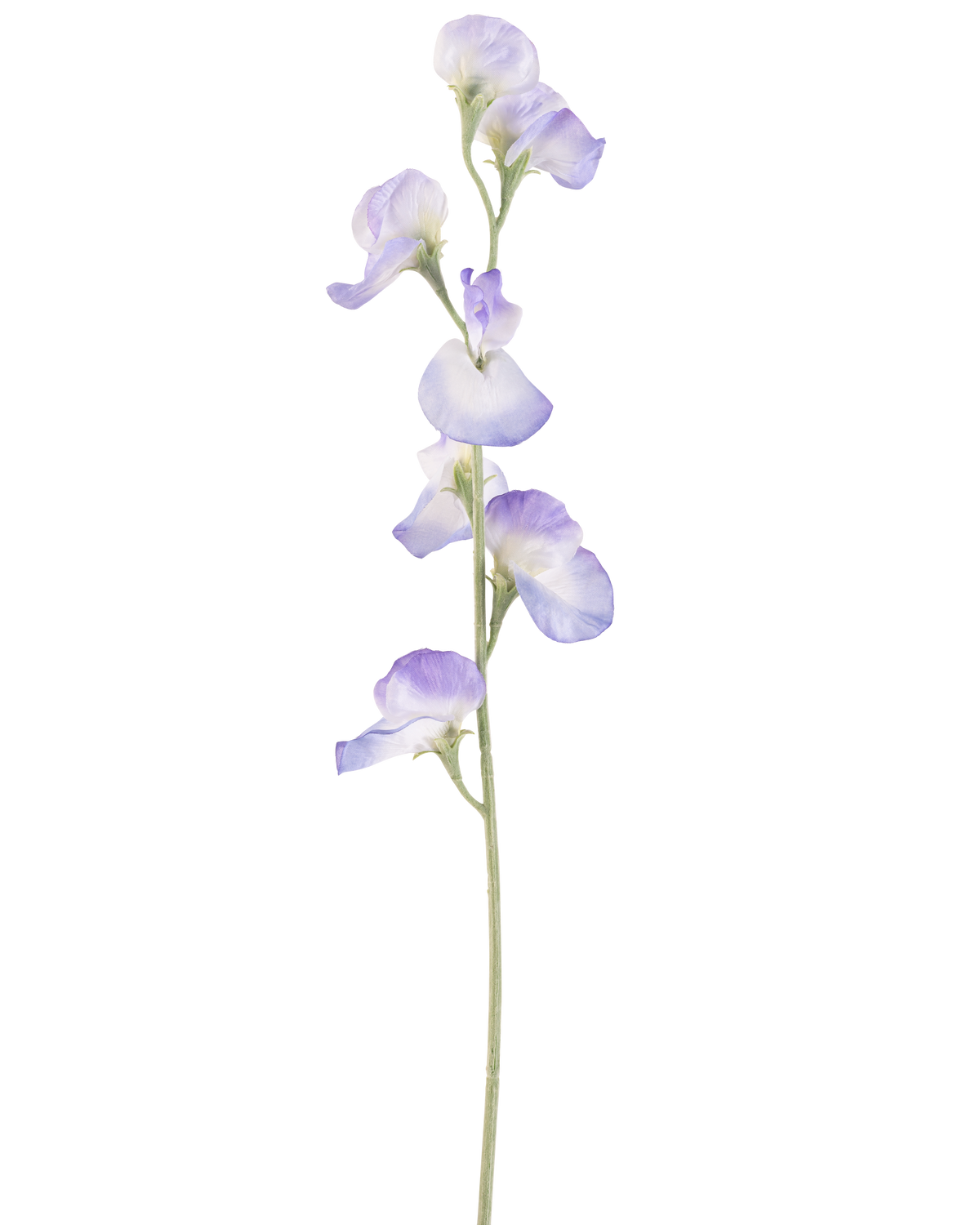 Une seule fleur de pois artificiels de 64 cm de lavande, avec plusieurs délicates fleurs violet clair et tiges vertes, isolées sur un fond blanc.