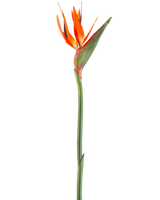 La Fleur Artificielle Oiseau de Paradis 99 cm corail est une fleur artificielle aux pétales pointus et à la tige verte, représentée sur un fond blanc.