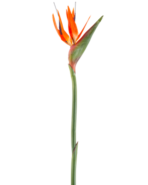 La Fleur Artificielle Oiseau de Paradis 99 cm corail est une fleur artificielle aux pétales pointus et à la tige verte, représentée sur un fond blanc.