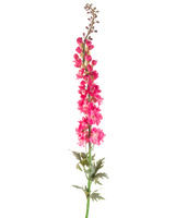 Une seule fleur artificielle Larkspur de 137 cm de couleur rose vif avec des feuilles vertes, isolée sur fond blanc.