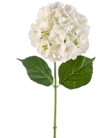 La Fleur Artificielle Hortensia 75 cm crème possède une seule fleur d'hortensia de couleur crème avec de multiples pétales et trois grandes feuilles vertes sur une longue tige verte, isolée sur un fond blanc.