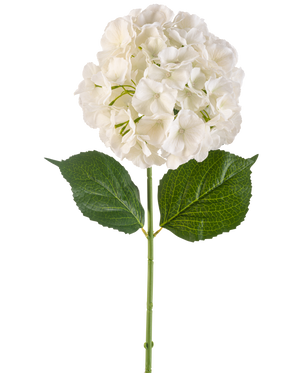 La Fleur Artificielle Hortensia 75 cm crème possède une seule fleur d'hortensia de couleur crème avec de multiples pétales et trois grandes feuilles vertes sur une longue tige verte, isolée sur un fond blanc.