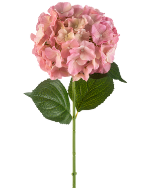 La fleur artificielle Hortensia 75 cm rose possède une seule fleur d'hortensia rose aux pétales fins et deux grandes feuilles vertes sur une longue tige verte, sur un fond blanc.