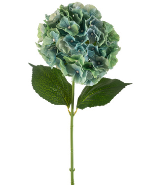 L'Hortensia Fleur Artificielle 75 cm bleu paon possède un seul hortensia artificiel bleu avec des grappes rondes de pétales et deux grandes feuilles vertes sur une longue tige, isolées sur un fond blanc.