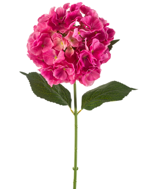 Une seule tige de fleur d'hortensia artificielle de 75 cm rose vif avec des bouquets de pétales rose vif et quelques feuilles vertes, sur un fond blanc uni.