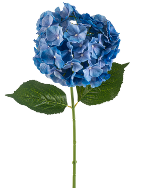 La fleur artificielle Hortensia 75 cm bleu a une seule tige d'hortensia bleue avec une grappe ronde de pétales et deux grandes feuilles vertes sur un fond blanc uni.