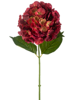 La fleur d'hortensia artificielle 75 cm bordeaux possède une seule tige d'hortensia artificielle avec des pétales bordeaux et deux grandes feuilles vertes, sur un fond blanc uni.