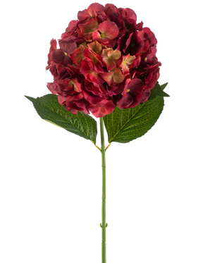 La fleur d'hortensia artificielle 75 cm bordeaux possède une seule tige d'hortensia artificielle avec des pétales bordeaux et deux grandes feuilles vertes, sur un fond blanc uni.