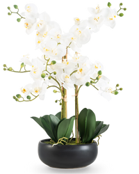 Orchidée artificielle Real Touch 50 cm blanche en pot noir