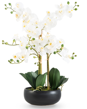 L'Orchidée artificielle Real Touch 50 cm blanche en pot noir est un présentoir élégant avec des fleurs d'orchidées blanches au cœur jaune, des bourgeons verts et de larges feuilles vert foncé dans un pot en céramique noire.