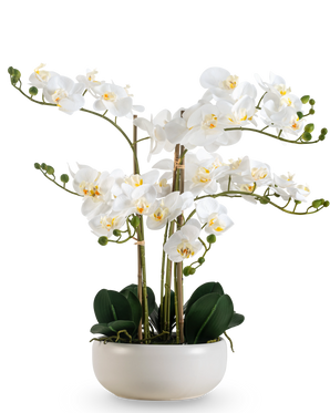 Une orchidée artificielle Real Touch de 50 cm de couleur blanche, avec de multiples fleurs et boutons, élégamment présentée dans un pot blanc assorti.