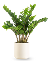 La plante artificielle Zamioculcas prête à l'emploi en pot beige de 80 cm présente des feuilles épaisses et vertes brillantes qui poussent verticalement, présentées dans un pot beige élégant sur un fond blanc uni.