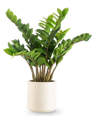 La plante artificielle Zamioculcas prête à l'emploi en pot beige de 80 cm présente des feuilles épaisses et vertes brillantes qui poussent verticalement, présentées dans un pot beige élégant sur un fond blanc uni.
