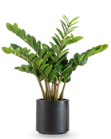 La plante artificielle Zamioculcas prête à l'emploi en pot noir de 80 cm a des tiges épaisses et dressées et des feuilles vert foncé brillantes dans un pot rond noir mat sur fond blanc.
