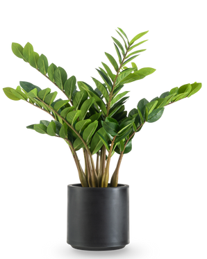 La plante artificielle Zamioculcas prête à l'emploi en pot noir de 80 cm a des tiges épaisses et dressées et des feuilles vert foncé brillantes dans un pot rond noir mat sur fond blanc.