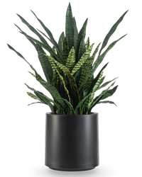 Sansevieria Zylanica artificiel 110 cm prête à l'emploi dans pot noir