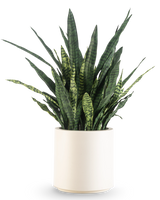 Un Sansevieria Zeylanica artificiel, de 43 cm de haut avec de longues feuilles panachées, est présenté dans un pot beige et est représenté sur un fond blanc uni.