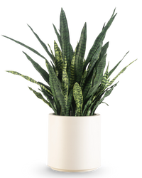 Sansevieria Zylanica artificiel 110 cm prête à l'emploi dans un pot beige
