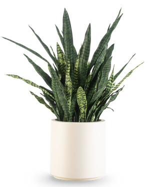 Un Sansevieria Zeylanica artificiel, de 43 cm de haut avec de longues feuilles panachées, est présenté dans un pot beige et est représenté sur un fond blanc uni.