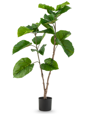 De Kunstplant Ficus Rumphii 120 cm is een hoge kunstplant met brede, glanzend groene bladeren en meerdere takken, in een eenvoudige zwarte pot tegen een effen witte achtergrond.