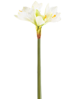 La Fleur Artificielle Amaryllis Real Touch blanche 66 cm possède une haute tige verte avec un certain nombre de grandes fleurs d'Amaryllis blanches au sommet, sur un fond blanc uni.