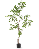 De Kunstplant Terminalia Catappa 120 cm is een hoge, slanke potplant met dunne takken en talrijke kleine, ronde groene bladeren, afgebeeld tegen een effen witte achtergrond.