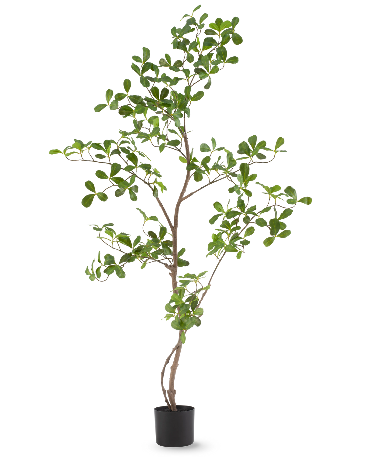 La plante artificielle Terminalia Catappa 120 cm est une plante en pot haute et élancée avec de fines branches et de nombreuses petites feuilles vertes rondes, représentées sur un fond blanc uni.