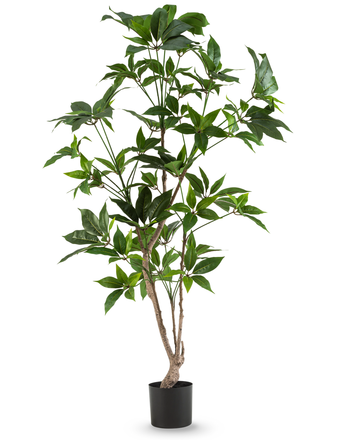 La plante artificielle Schefflera de 150 cm possède plusieurs fines tiges ligneuses aux feuilles vertes brillantes, dans un simple pot noir et sur un fond blanc uni.