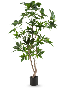 De Kunstplant Schefflera 150 cm heeft meerdere dunne houtachtige stengels met glanzend groene bladeren, in een eenvoudige zwarte pot en tegen een effen witte achtergrond.
