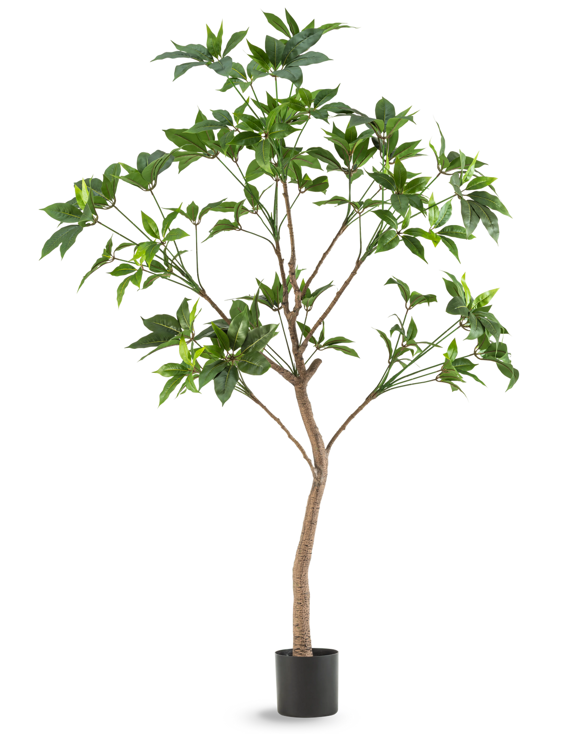 La Plante Artificielle Schefflera 180 cm est un grand arbre artificiel avec des feuilles vertes et un tronc mince marron dans un pot noir, représenté sur un fond blanc uni.
