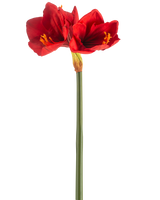La Fleur Artificielle Amaryllis Real Touch rouge 66 cm possède une seule tige verte avec deux grandes fleurs rouge vif et des étamines jaunes, sur un fond blanc uni.