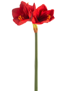 La Fleur Artificielle Amaryllis Real Touch rouge 66 cm possède une seule tige verte avec deux grandes fleurs rouge vif et des étamines jaunes, sur un fond blanc uni.