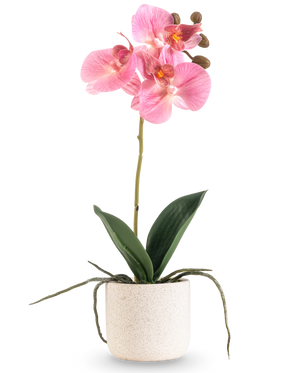 L'Orchidée Artificielle Real Touch 30 cm rose a plusieurs fleurs et boutons roses sur une longue tige avec de larges feuilles vertes et des racines visibles, le tout disposé dans un simple pot blanc texturé sur un fond blanc uni.