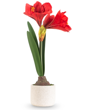 La Fleur Artificielle Amaryllis Real Touch rouge 48 cm présente deux grandes fleurs rouges et de longues feuilles vertes, présentées dans un pot simple à texture blanche sur un fond uni clair.