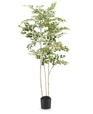 Le Bouleau Artificiel "Silver" 180 cm est un grand bouleau artificiel aux feuilles colorées dans un simple pot noir, sur un fond blanc uni.
