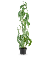 La plante artificielle Begonia Maculata de 90 cm verte se dresse avec des feuilles mouchetées de blanc et de vert dans un petit pot noir, sur un fond blanc uni.