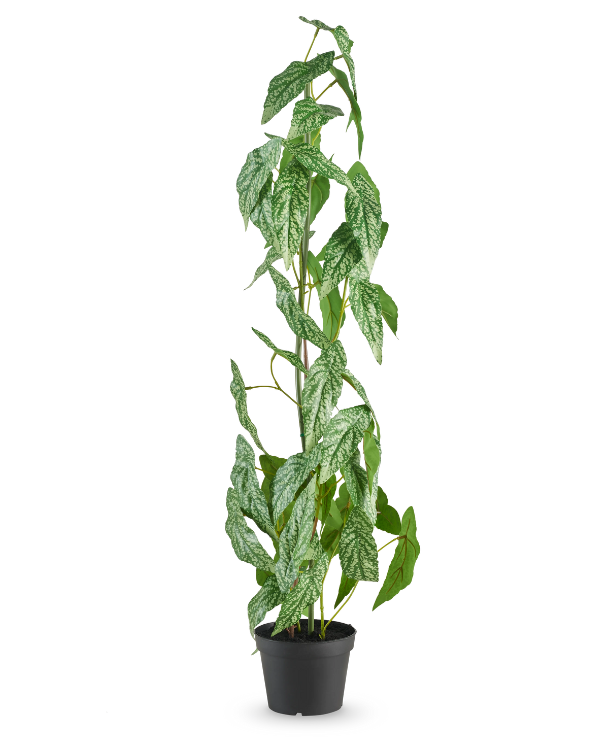La plante artificielle Begonia Maculata de 90 cm verte se dresse avec des feuilles mouchetées de blanc et de vert dans un petit pot noir, sur un fond blanc uni.