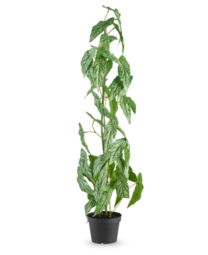 La plante artificielle Begonia Maculata de 90 cm verte se dresse avec des feuilles mouchetées de blanc et de vert dans un petit pot noir, sur un fond blanc uni.