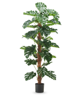 Kunstplant Monstera 180 cm heeft grote, glanzend groene bladeren en een bruine stengel met textuur in een eenvoudige zwarte pot, tegen een effen witte achtergrond.