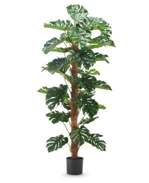 Kunstplant Monstera 180 cm heeft grote, glanzend groene bladeren en een bruine stengel met textuur in een eenvoudige zwarte pot, tegen een effen witte achtergrond.